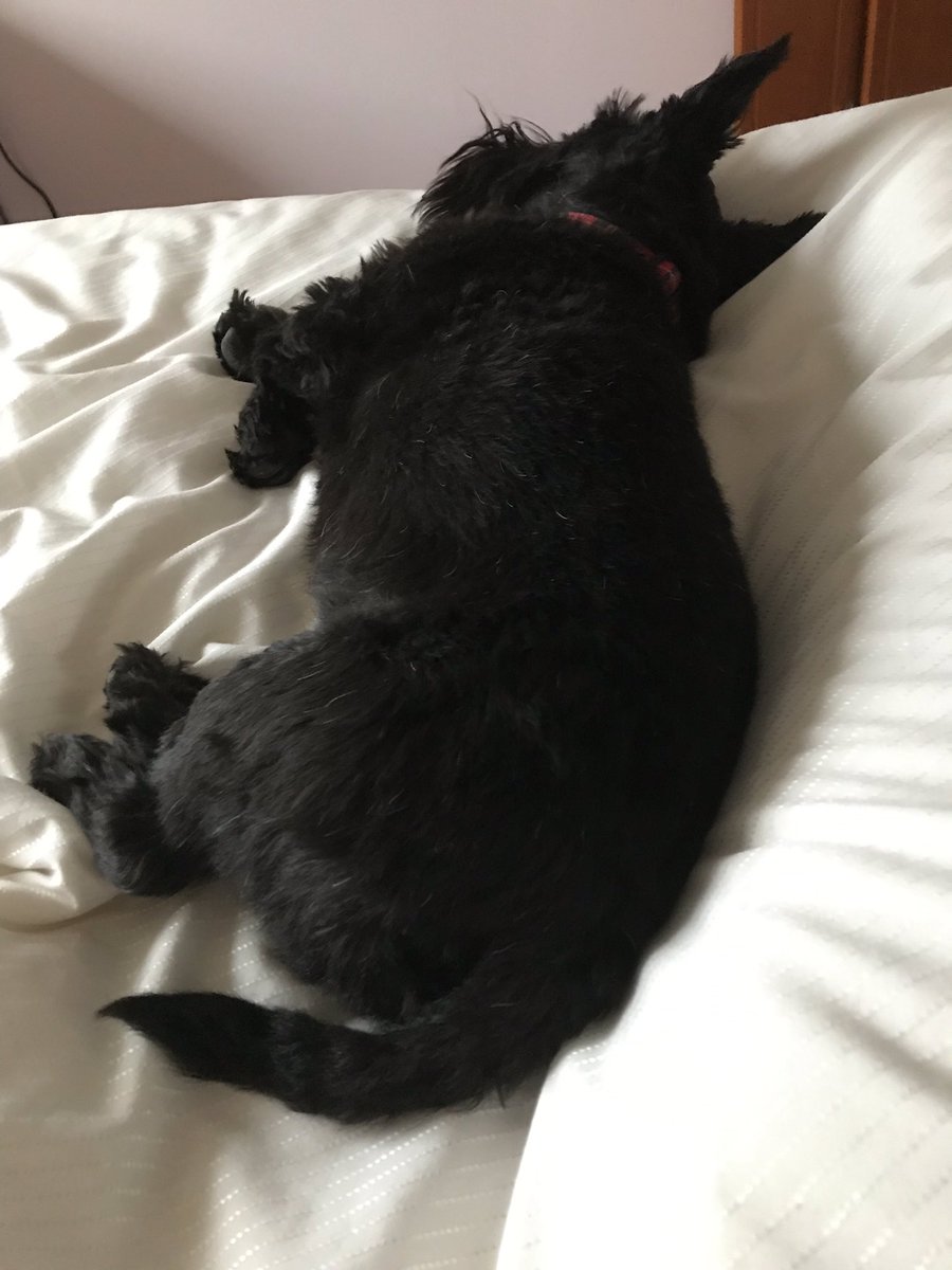 Peedagolf's tweet photo. If I keep quiet I don’t think anyone will notice me on Grandma’s bed! #MerryChrismas #ourarch https://t.co/XS8ERl5t0s