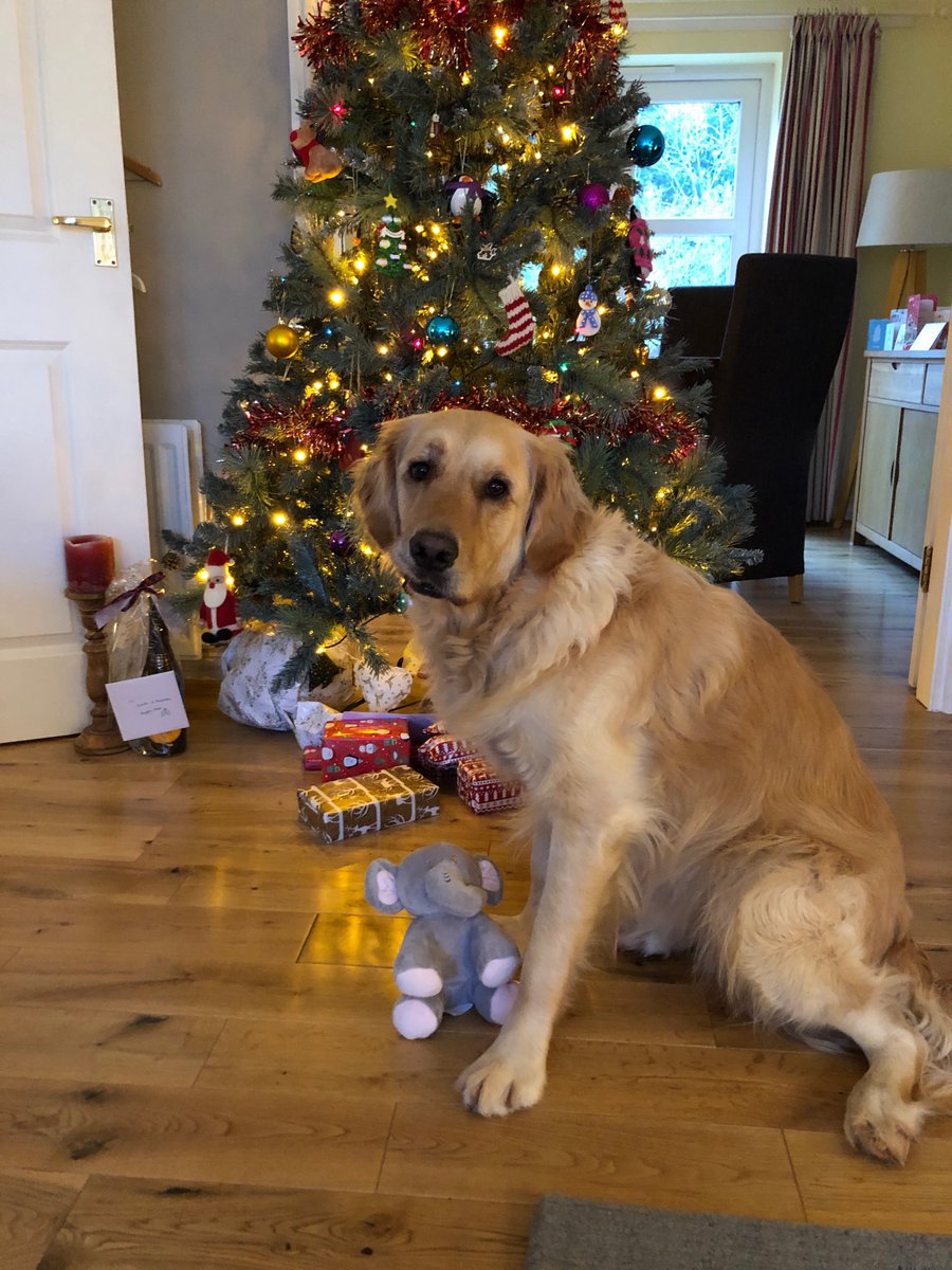⁦<a href="/dog_feelings/">Thoughts of Dog</a>⁩ ⁦<a href="/dog_rates/">WeRateDogs</a>⁩ Stanley got his very own best Fren Sebastián this Christmas and he’s h*cking excited! 🎄🐶🐘