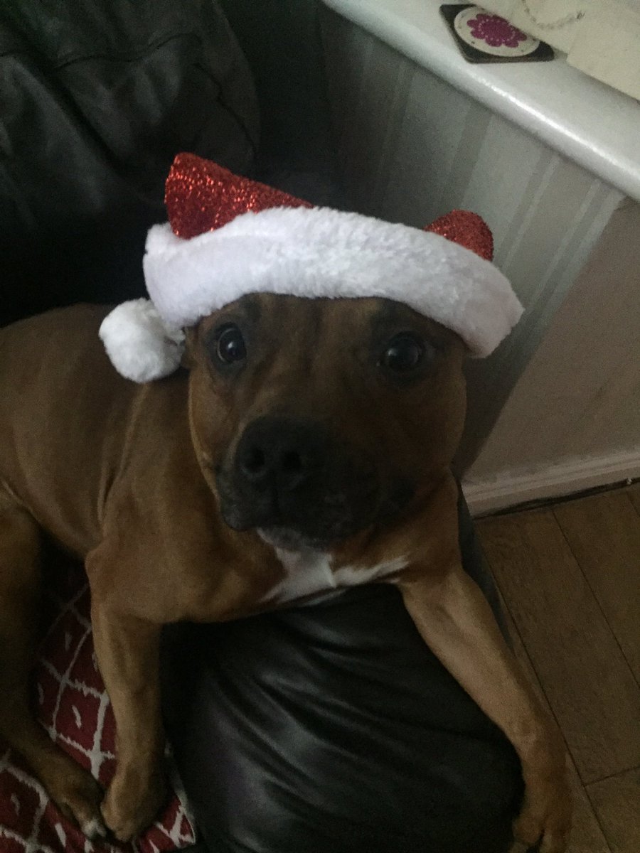 Merry Christmas to all my friends on Twitter! #woof #staffiexmas #MerryChrismas #happydogs #fun #Christmas #christmashat #love #family