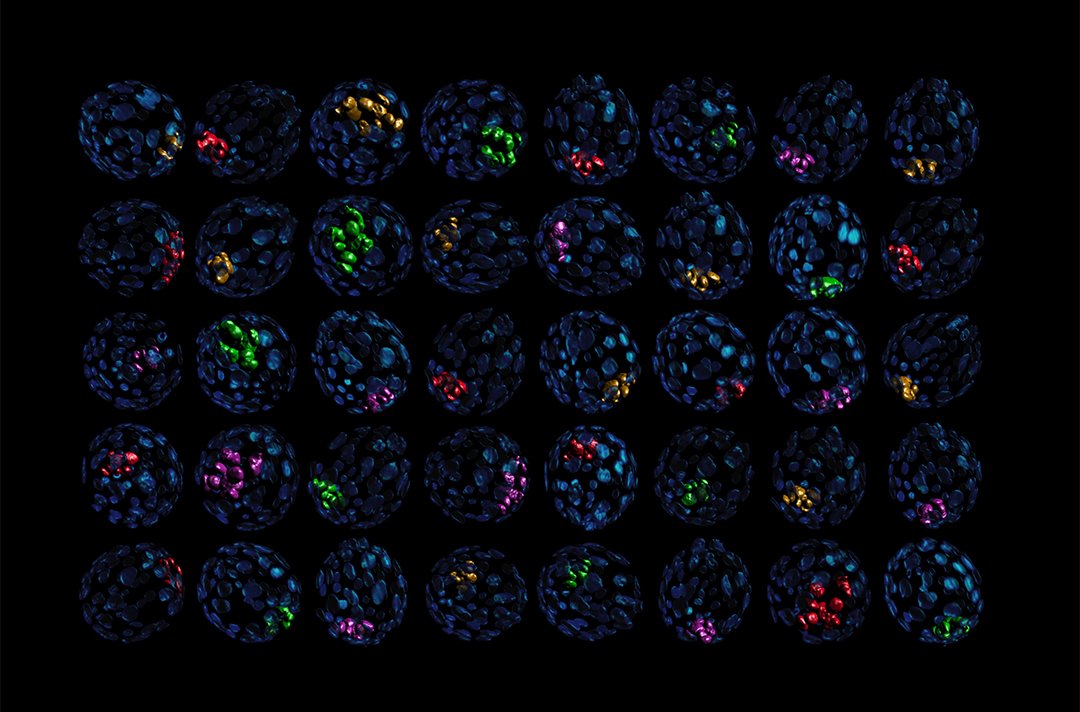 GurdonInstitute's tweet image. Happy Christmas! These &apos;Christmas baubles&apos; are E4.0 mouse blastocysts with immunofluorescent markers: trophectoderm nuclei in blue (Cdx2) and primitive endoderm nuclei in orange (Sox17). From lab of previous group leader M. Zernicka-Goetz in 2012.