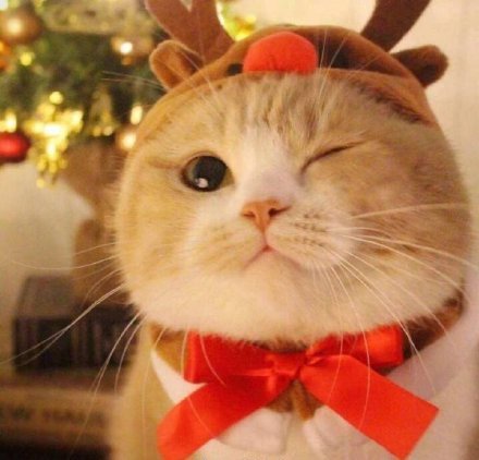 Reehut's tweet photo. Merry Christmas！Everyone! 
What's your gift that Santa put in your socks? 
#MerryChristmas #Santa #ChristmasDay #Christmas #gift #Present #HolidaysAreComing https://t.co/19DOWMr9nt