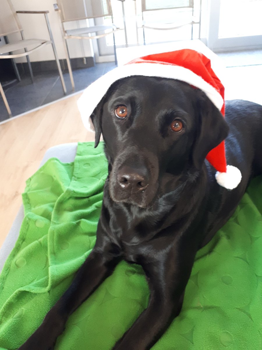 Zalig kerstfeest en prachtig, maar vooral veilig en gezond 2019!

'Bij het nemen van de foto kwam de integriteit van onze beste vriend niet in het gedrang'