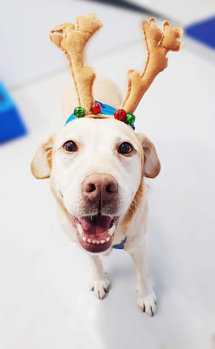 🎄🎁Merry Christmas to all of our clients, supporters and followers.
#Christmas #ChristmasDay #christmas2018 #Dogs #dogsoftwitter #labrador #caninehydrotherapy