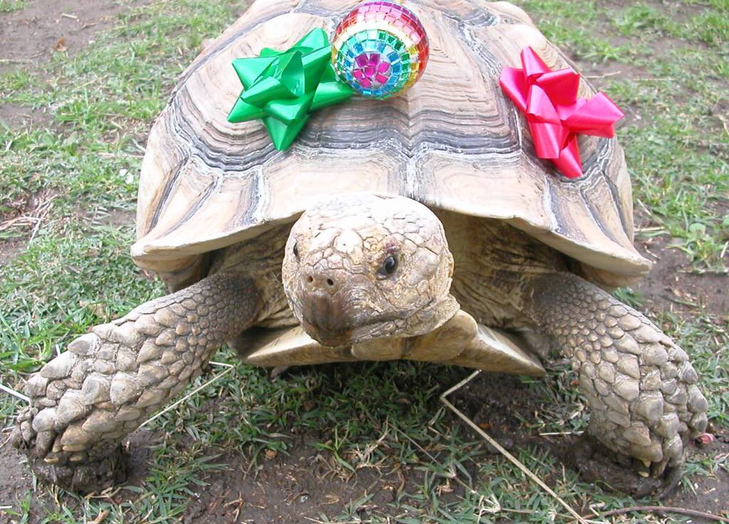 tortoiserescue tweet picture