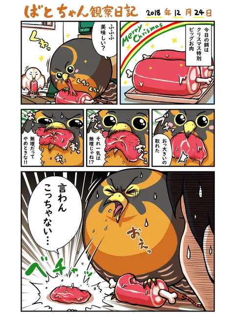 「だらけハヤブサ」の ばとちゃん観察日記 2018/12/24
Merry Christmas !🎄✨ ということで、ばとちゃんしゃくれにもビッグステーキ(でかい餌)をプレゼント🎁 写真はご飯待ちの2羽 