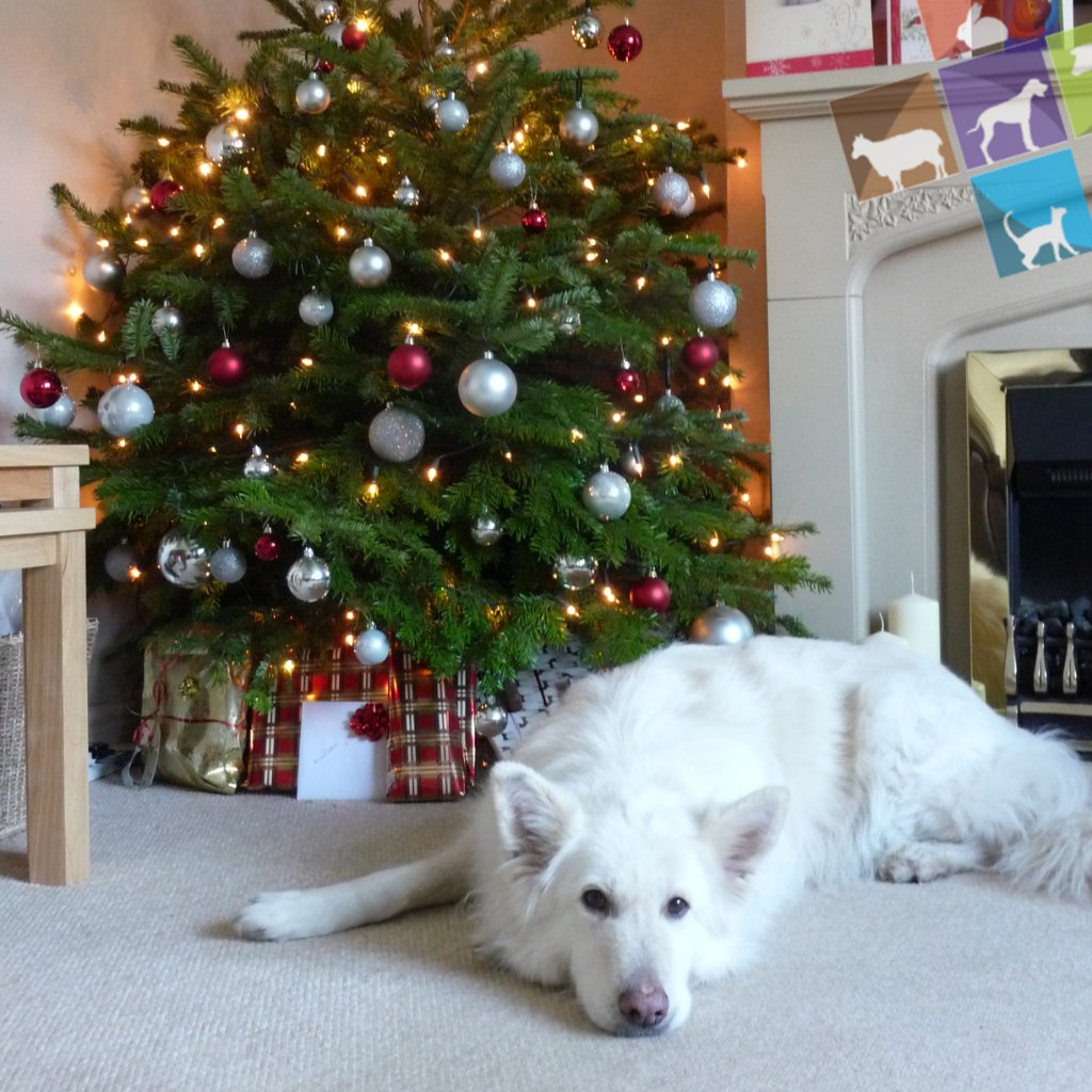 DalesideVets's tweet photo. We want to wish our amazing clients a very merry Christmas! We hope you and your four legged friends all have a fantastic day. Just remember to keep those 'Holiday Hazards' out of reach of your pet!

If you need us in the event of an emergency you can call us on the usual numbers https://t.co/Icid918T8r