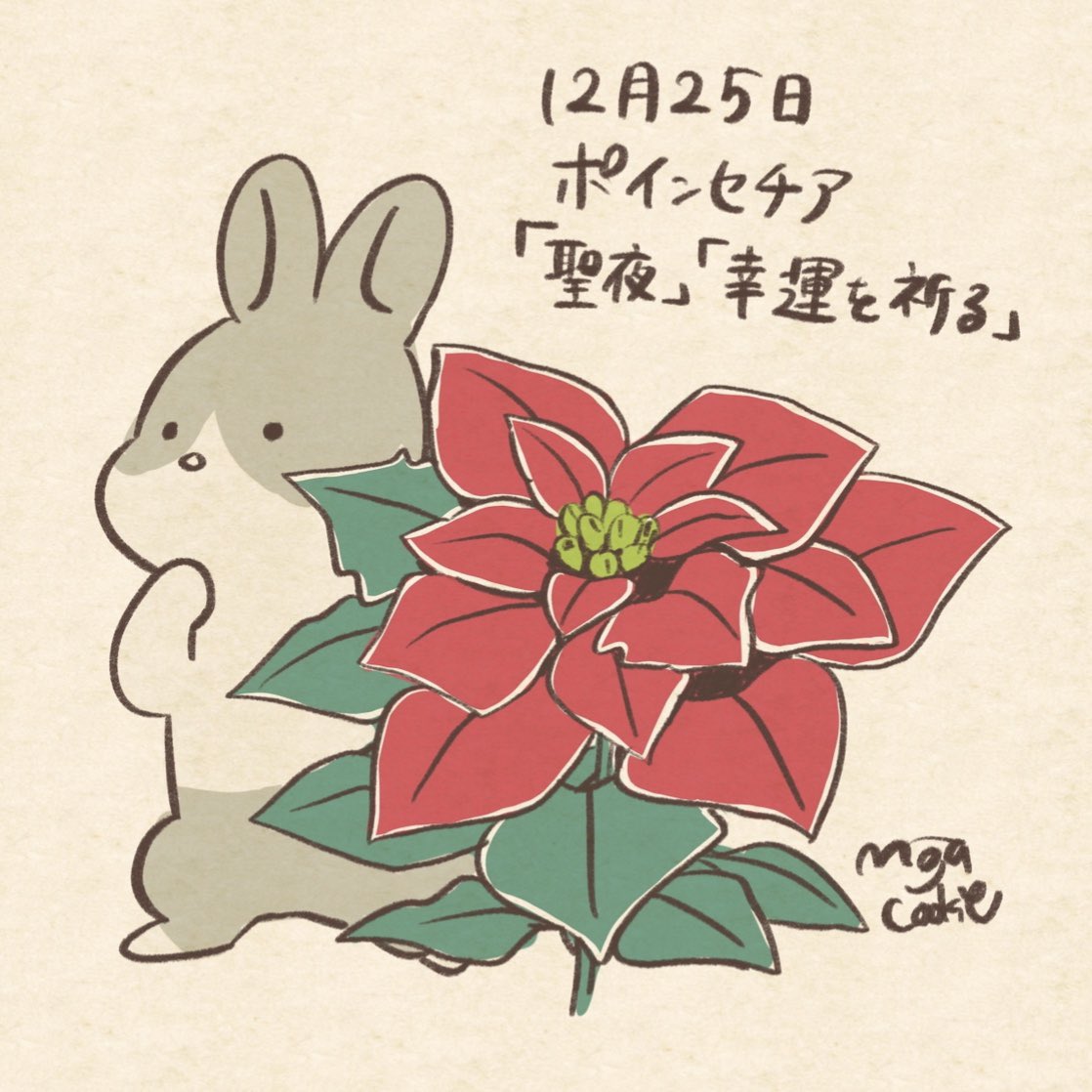 もじゃクッキー 12月25日がお誕生日の皆さん おめでとうございます 本日の誕生花のひとつ ポインセチア と ウサギさん 誕生花とどうぶつさん クリスマス