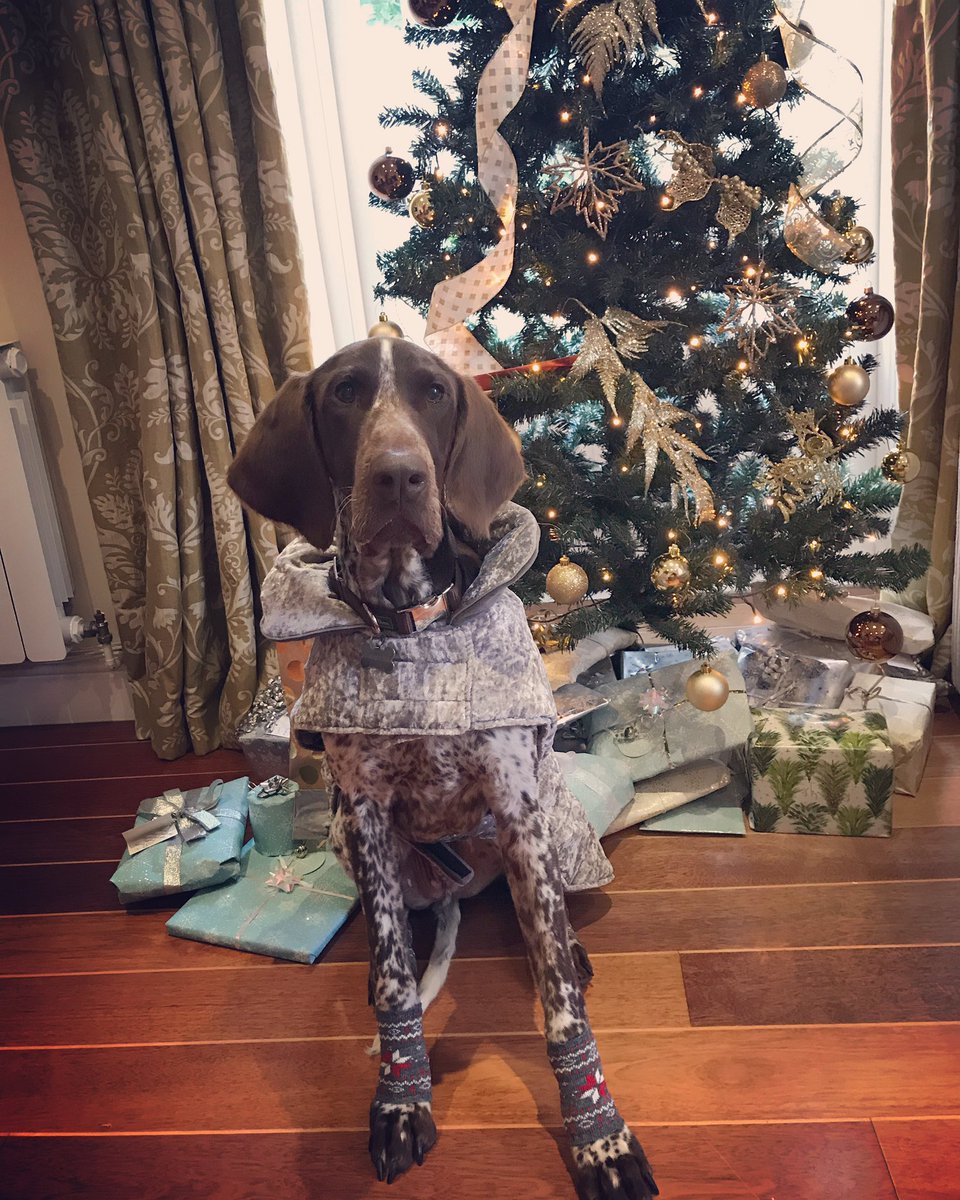 From our home to yours, Merry Christmas #christmaswishes #happychristmas #doggygifts #newcoat #newsocks #love #picoftheday #itsadogslife #doglovers