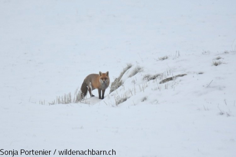Rotfuchs im Schnee
Mit diesem schönen Rotfuchs wollen wir vom Wilde Nachbarn- und StadtWildTiere-Team allen Beobachterinnen und Beobachtern herzlich danken. Wir wünschen allen erholsame Festtage und einen guten Sprung ins neue Jahr. #wildeachbarn #fuchs #fox #foxes #wildlife