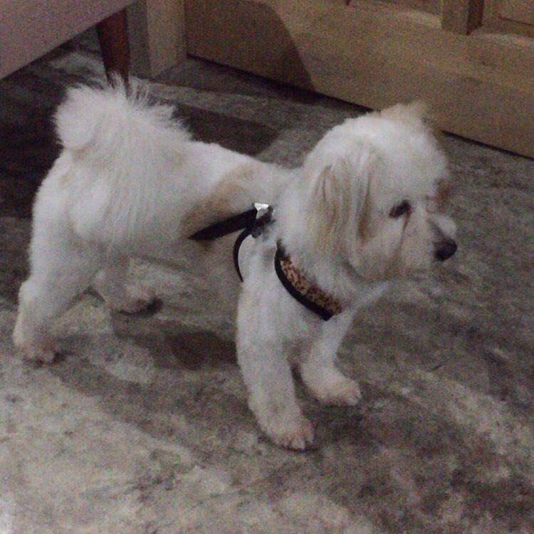_yeahnialy's tweet photo. The way he stares at me 🐶✨
#WafflesTime ❤️ https://t.co/SZIgmCI16x