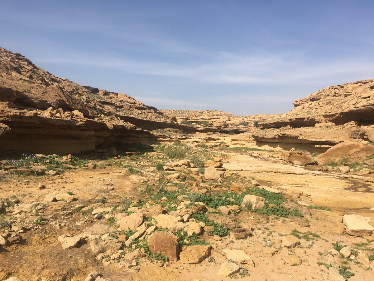 شعيب أبا القلات جنوب 
وجنوب غرب #عشيرة_سدير 
جزء جميل من فلاة عشيرة الغنّاء 
#البيئة 
#اشجار 
#الجنادرية_وفاء_وولاء 
#ربيع_١٤٤٠هـ
 <a href="/BladetAlhotah/">بلدية حوطة سدير</a> 
<a href="/aborashed16/">كاشيرو</a> 
<a href="/A__alhussaini/">عبدالعزيز بن محمد الحصيني</a> 
<a href="/arriyadhenv/">استدامة الرياض</a> 
<a href="/FAHAD_1322/">FAHAD</a>