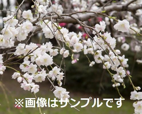 Herbal Tree Shop Nae Ya على تويتر ハナモモ 花桃 残雪しだれ 白 白花で八重咲きの枝垂れ性の花桃 真っ白い雪が残ったような風情がたいへん美しい品種です 花桃 ハナモモ しだれ花桃 シンボルツリー Https T Co Nh8wnxtljv