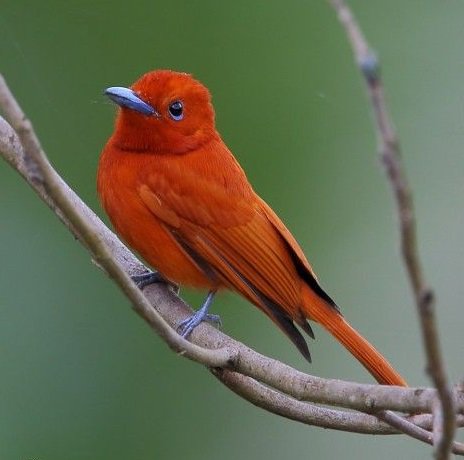 World Birds On Twitter Rufous Paradise Flycatcher Terpsiphone Cinnamomea Painting Art