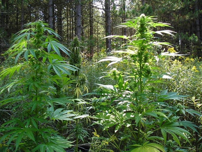 выращивание марихуаны на природе
