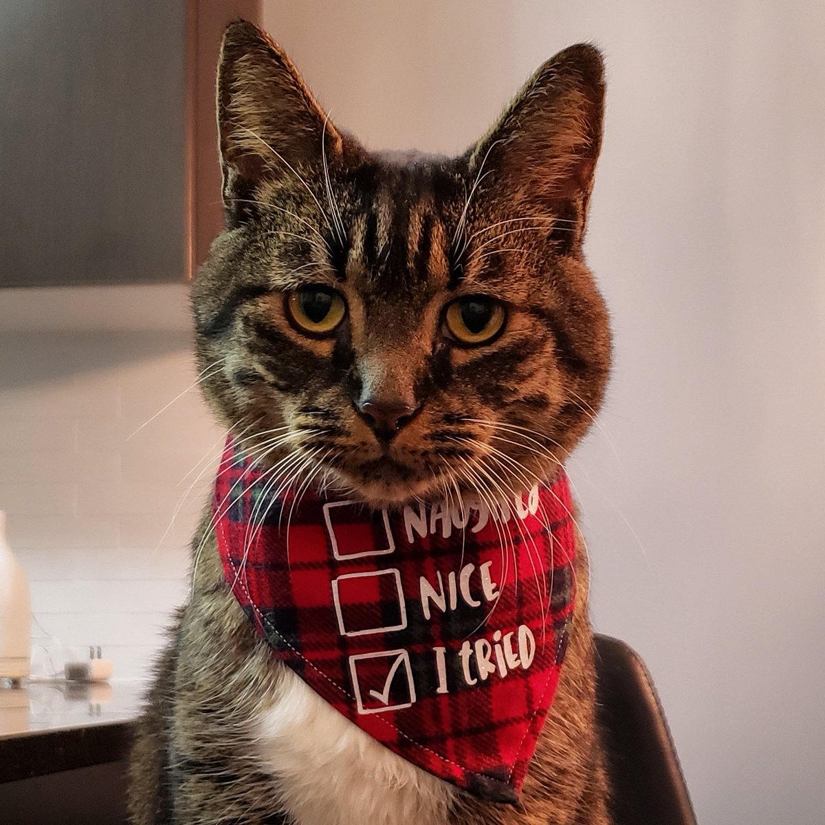 Merry Christmas, everyone! 🎄🎁🎉❄🎅

#threefluffytailspetboutique #christmas2018 #christmas #loganthemanx