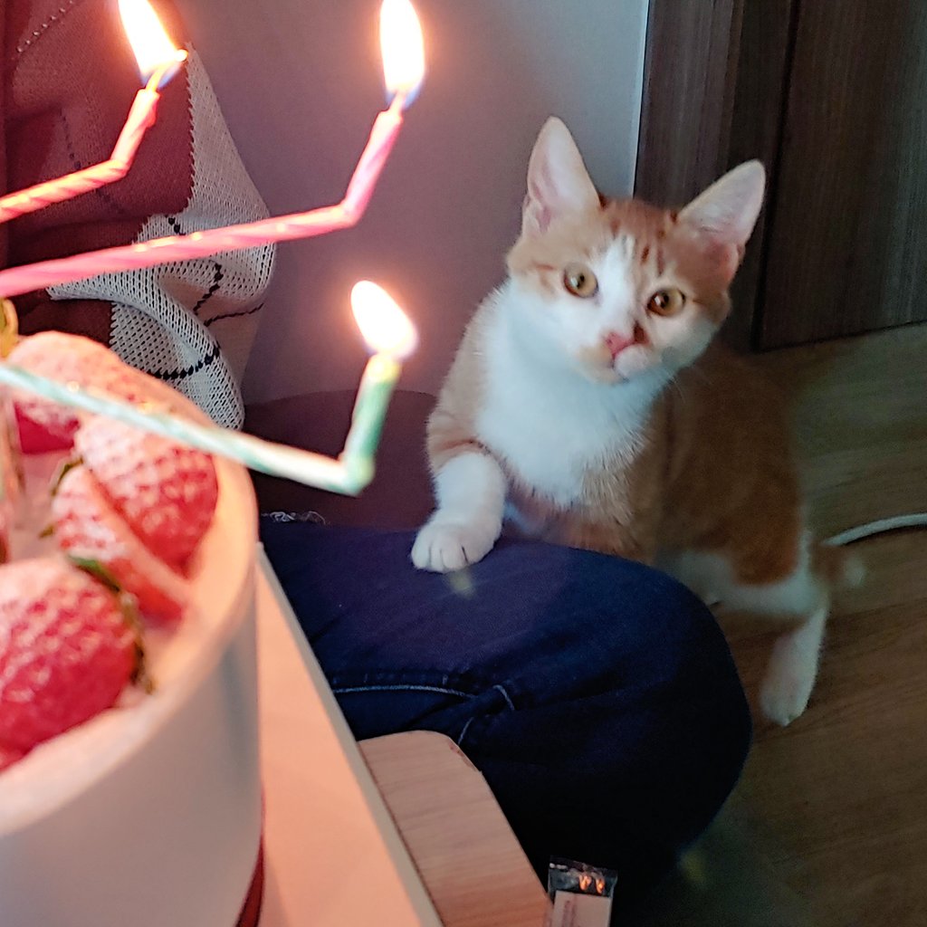 owlove0404's tweet photo. 촛농을 피하려는 집념의 케이크와
그를 노리는 고영과 함께하는 크리스마스 https://t.co/S0OrYeCA8C