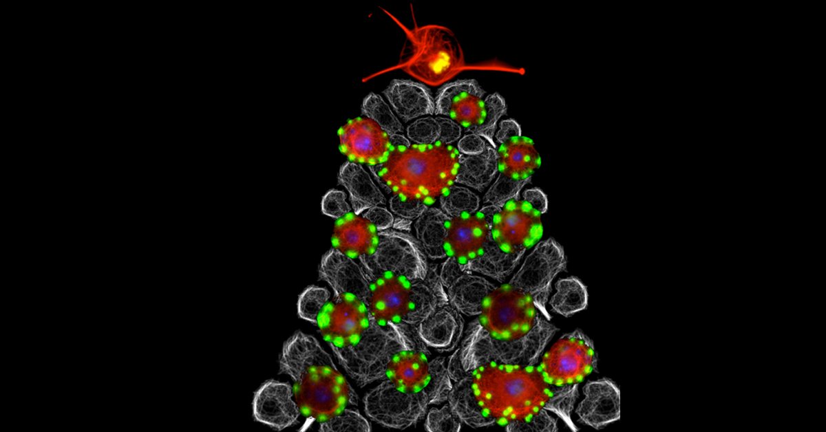 Merry microscopic Christmas! 
Clumped up proteins from fruit flies glow in festive form. In this composition of Drosophila cells you can see the cytoskeleton protein tubulin (grey/red), DNA (blue/yellow) and an overexpressed protein tagged with GFP (green). 
📷: Catarina Carmo