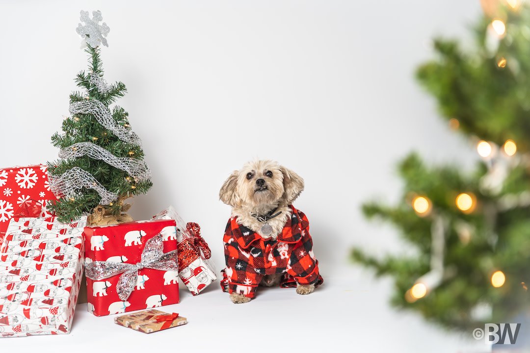 BitwiseInd's tweet photo. ๐๐| Hi, #BitwiseBruce here. Just wanted to wish you all some Happy Howlidays!! https://t.co/d3ieTQ2Bw3