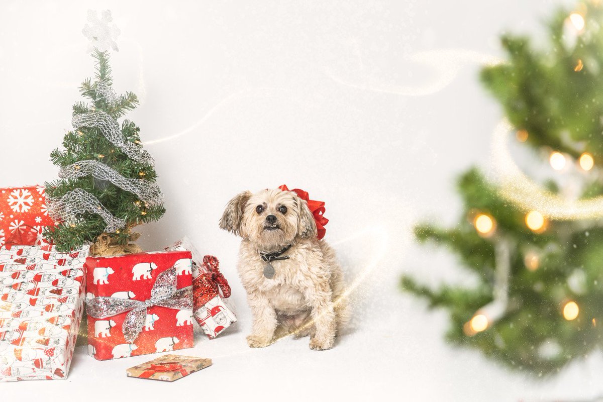 BitwiseInd's tweet photo. ๐๐| Hi, #BitwiseBruce here. Just wanted to wish you all some Happy Howlidays!! https://t.co/d3ieTQ2Bw3