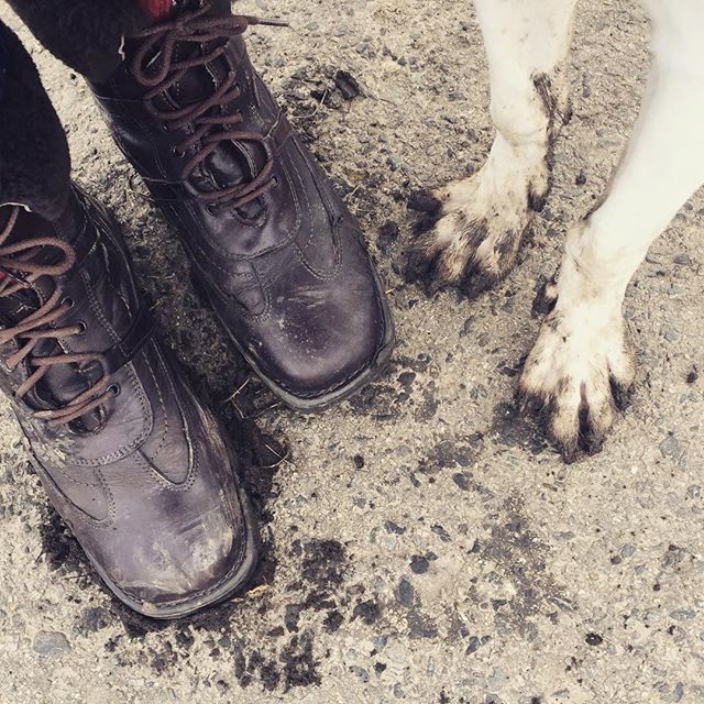 Kovaelis's tweet photo. Walking in snowy Christmas countryside brings joy and paws/shoes like astronauts had when they were walking on the Moon.

#astronauts #snowychristmaswalking #walkingwithadog #dog #paws #packy #packyjakoastronaut #snihnikde https://t.co/9p29eC4lWI https://t.co/tSlF8fS1IA