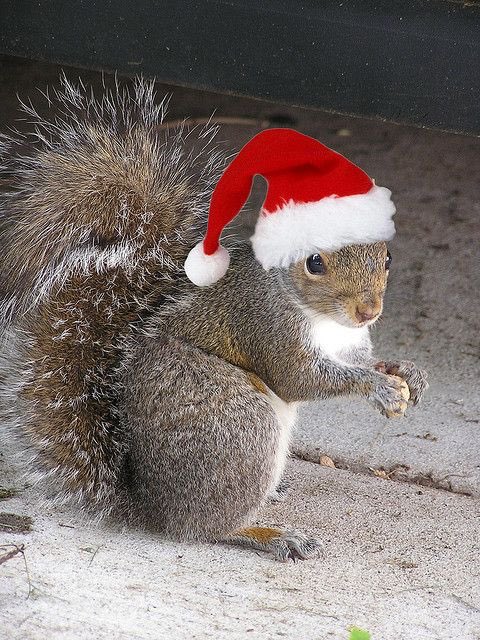 merry christmas from the squirrels! 🥜