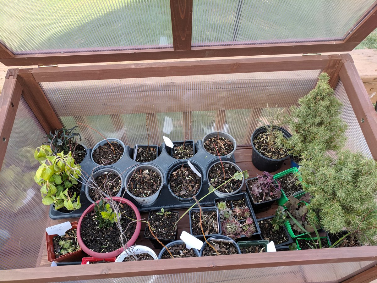 naturemccurdy's tweet image. Santa brought me a new cold frame (mini green house) to over winter my perennials, then start the growing season early with annuals in the spring. Merry Christmas! 

#gardening #coldframe #greenhouse #ChristmasPresent #Christmas #Christmas2018 #ChristmasGift #Plants #nature