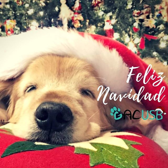 gacusb's tweet photo. De parte de toda la familia de #GACUSB les queremos desear una muy ¡FELIZ NAVIDAD!🎄💫 A todos nuestros seguidores, voluntarios, colaboradores y por supuesto a los miembros, que ayudan a mejorar la vida de nuestros gordos! Con cada like, comentario, tr… https://t.co/wChFEIO5ah https://t.co/y3tVayhocx
