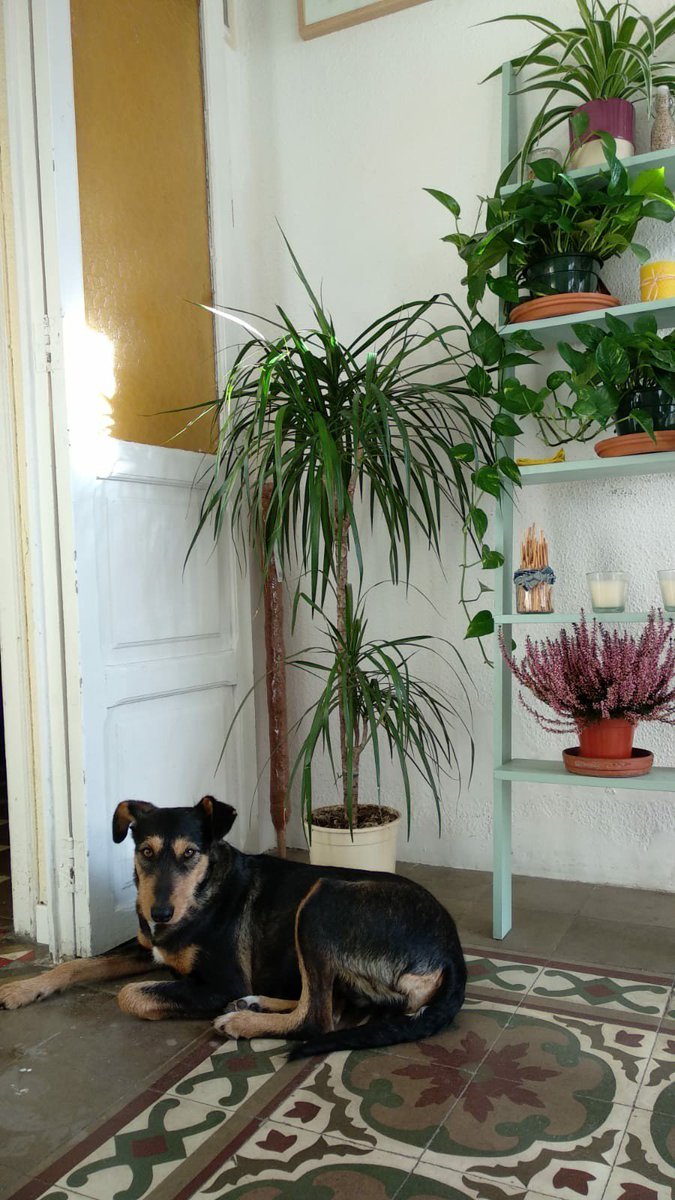 Smiz Somnian tweet media