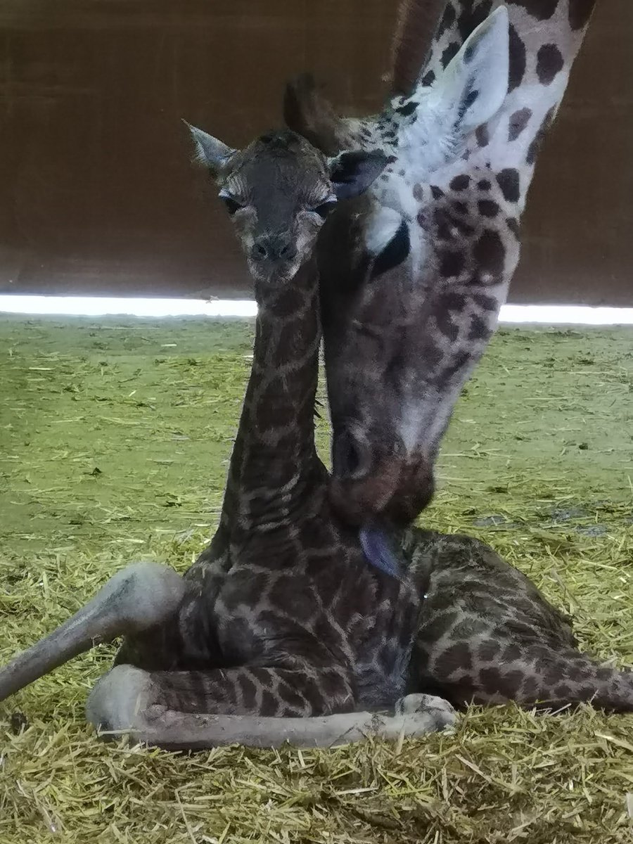flamingolanduk's tweet photo. A VERY SPECIAl CHRISTMAS PRESENT
Here at Flamingo Land we have had a very special delivery - just in time for Christmas. A Rothschild’s #giraffe calf has been born at the park during the festive period and is already up and about. Such a perfect way to celebrate this special day! https://t.co/Z7goWLYMpB