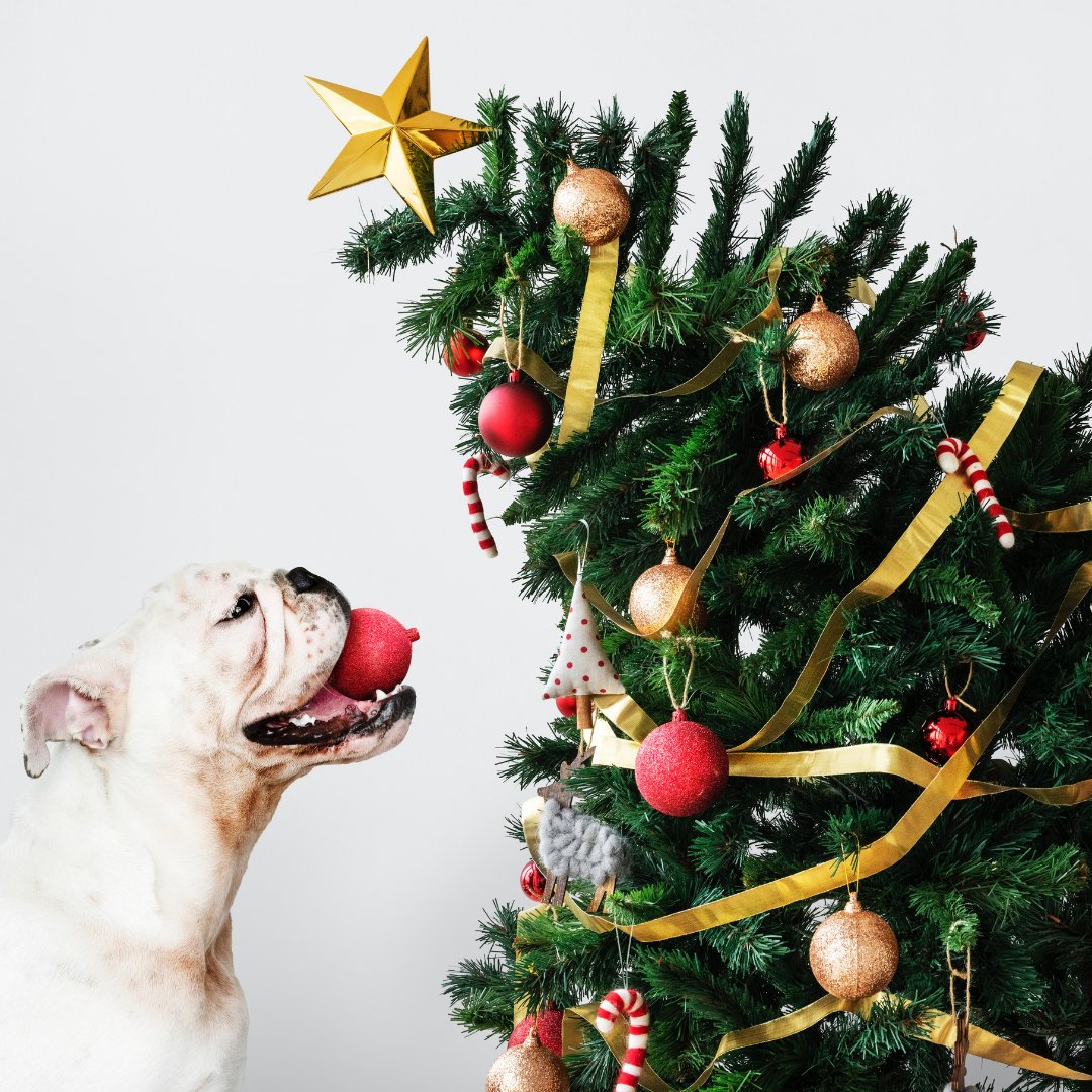 SilentVacations's tweet photo. Merry Christmas  from the SAV Crew 🎅🎄🎁 https://t.co/BISKuER2Ag