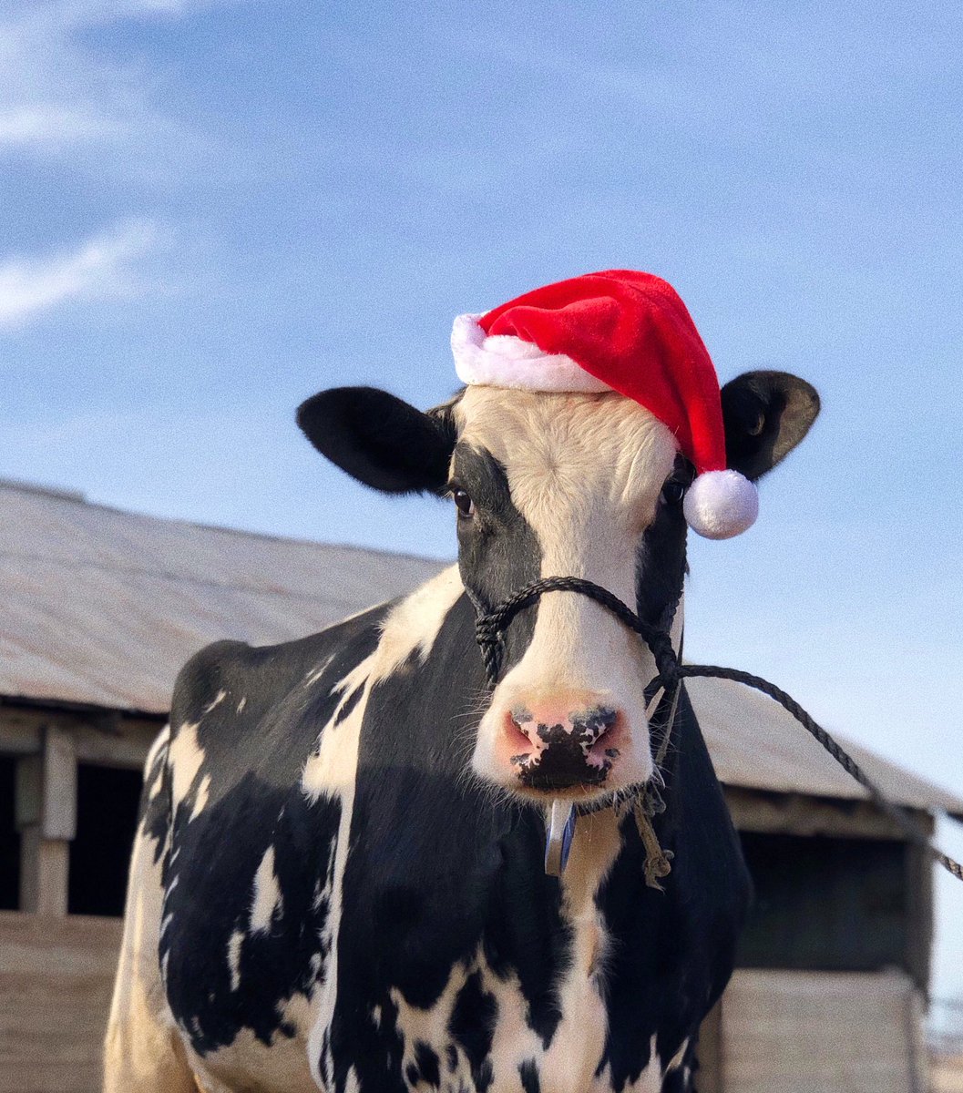 s_irwin411's tweet photo. It was a process, but Model finally lived up to her name #MerryChristmas https://t.co/btz6abtxGR