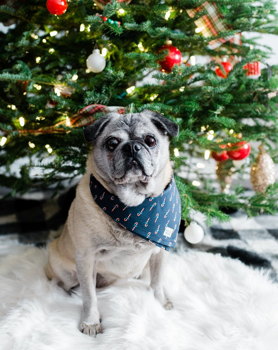 RoverBoutique's tweet photo. Merry Christmas from our family to yours... #ChristmasDay2018 #MerryChristmas https://t.co/kejOZlep1u