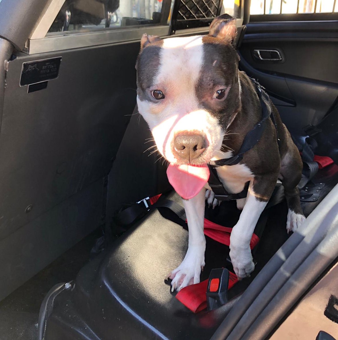 MiamiBeachPD's tweet photo. HELP: This pup is looking for his humans. We were called to 5 Street and Euclid Avenue where he was wandering. He’s currently at MBPD but will be headed to @PetsToLove. Give us a call at 305.673.7901. #FoundDog https://t.co/84XwYzMCQJ