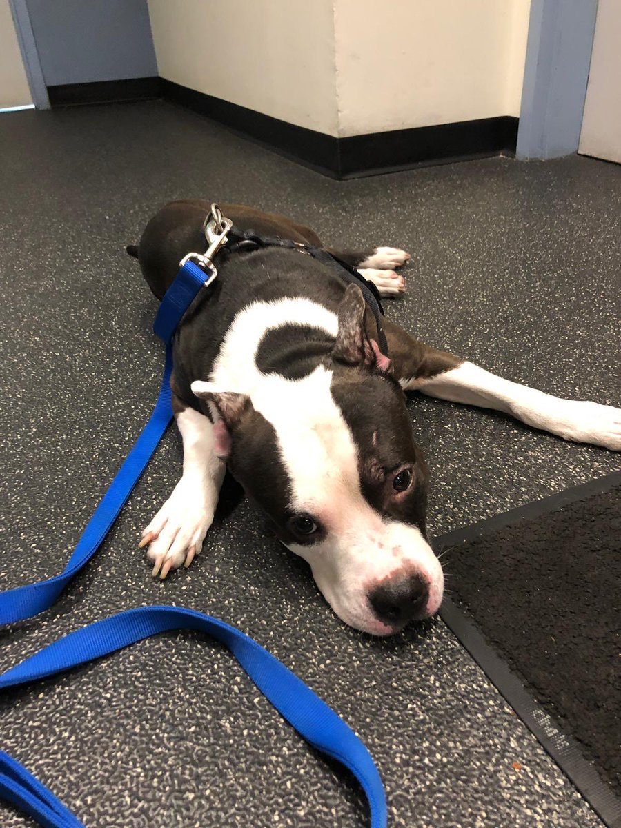 MiamiBeachPD's tweet photo. HELP: This pup is looking for his humans. We were called to 5 Street and Euclid Avenue where he was wandering. He’s currently at MBPD but will be headed to @PetsToLove. Give us a call at 305.673.7901. #FoundDog https://t.co/84XwYzMCQJ