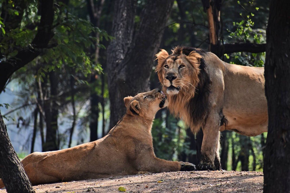 ShivaJmc12's tweet image. Receive Great honour MUFASA, my Love &amp;amp; the King of our Kingdom  
@AsiaticLion @NatGeo @Wildlife_Film @devvaki @NikonUSA @welcomet0nature @wildlifephoto11 @photographwild @picturewildlife @discoveryimages @bigcatscom @lion @wildanimals @Lionsofindia  @wildcats @sciencemagazine
