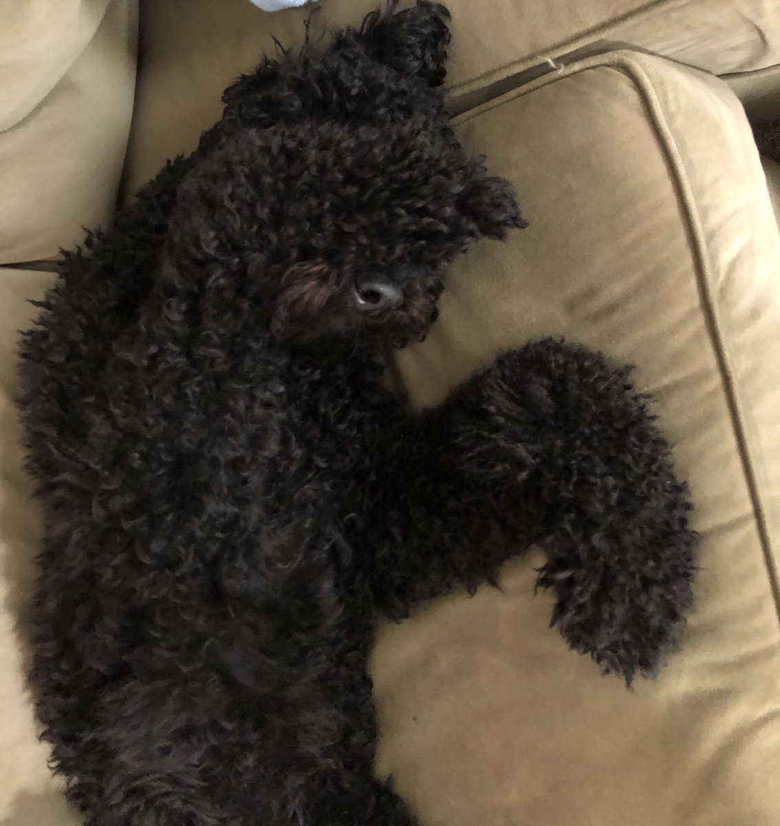 alicia_britton's tweet photo. Is it January 2nd yet? Just kidding! Merry Christmas! ❤️, Alicia, family, and Cole, the sleepy doodle. https://t.co/RZzfs2876c