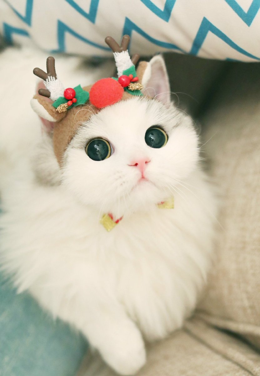 Minhyun the cat tweet media