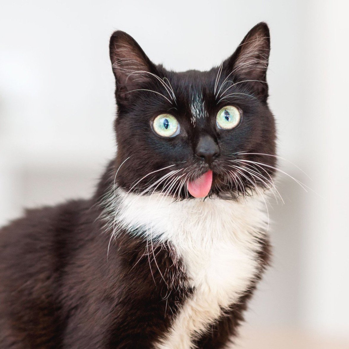 OurLovelyNature's tweet photo. There's this amazing cat called Jaws at my shelter right now https://t.co/acFHuKiY8B