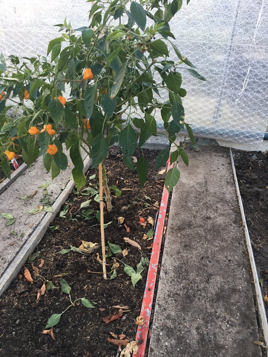 De kas is leeg op een mooie Surinaamse peper na, een echte volhouder #moestuin #kerst