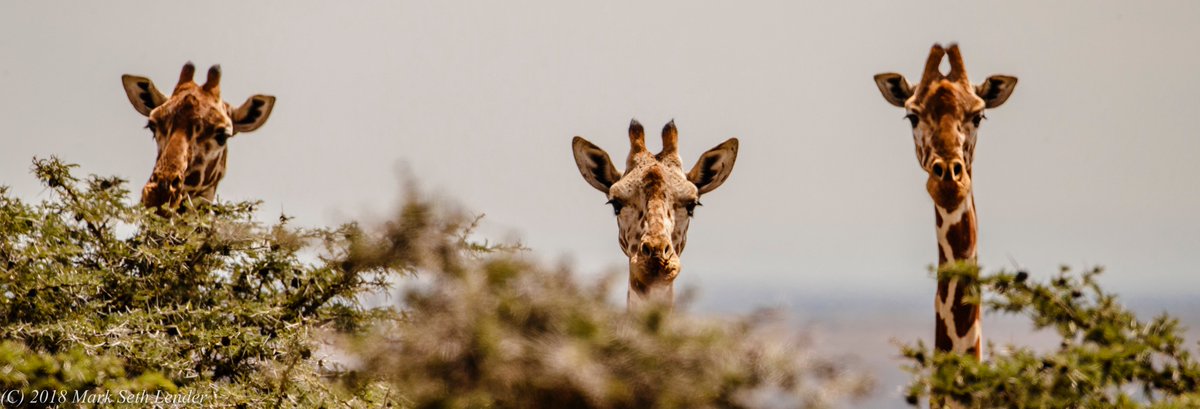 MarkSethLender's tweet photo. "We Three Kings of Orient Point, Smokin on a - "
[- I don't think those are the words Loretta.
 - Really?  Harold what do you think?
 - How the hell should I know, I'm a giraffe!] https://t.co/xiC8oB955R