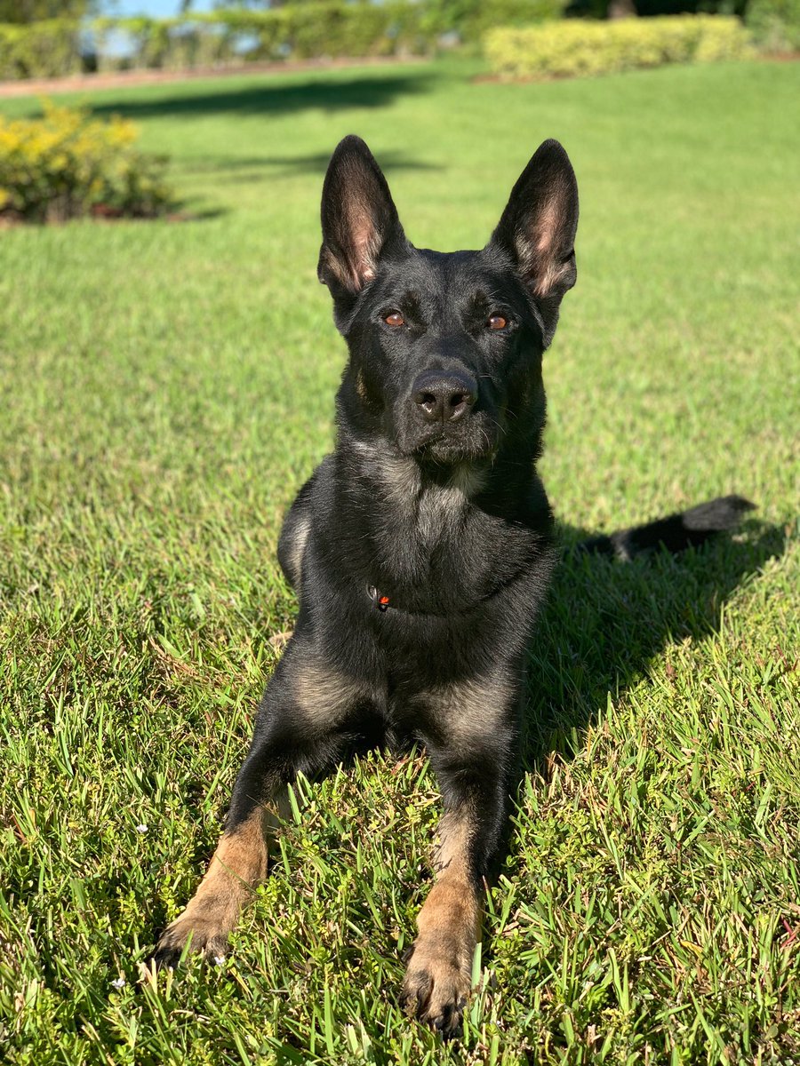 PBCountySheriff's tweet image. He gave his life to save others. He’s a good boy and he will never be forgotten. Rest In Peace #K9Cigo