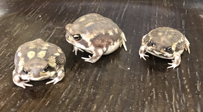 トロピカル ジェム工藤さん の人気ツイート 1 Whotwi グラフィカルtwitter分析 トロピカル ジェム工藤さん の人気ツイート 1 Whotwi グラフィカルtwitter分析