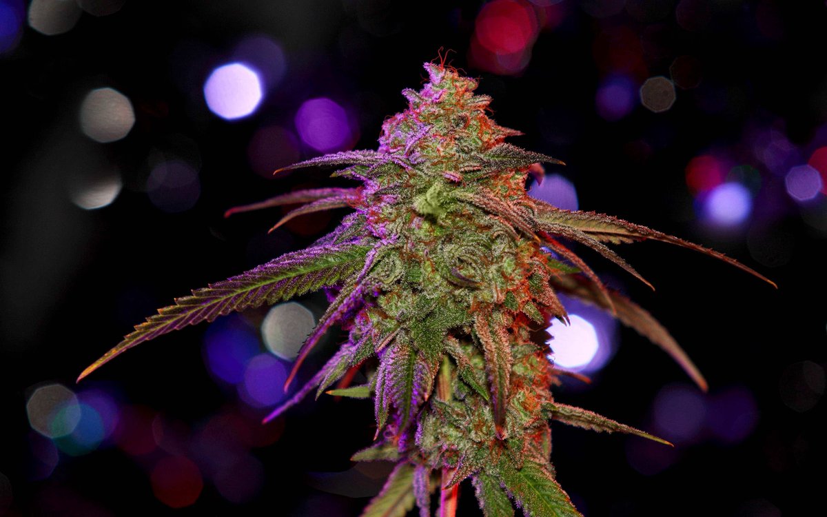 HIGH_TIMES_Mag's tweet photo. Winter Weed: 14 Best Strains to Get You Through the Cold. https://t.co/QssvfBGZbY https://t.co/V5X3oHa9kA