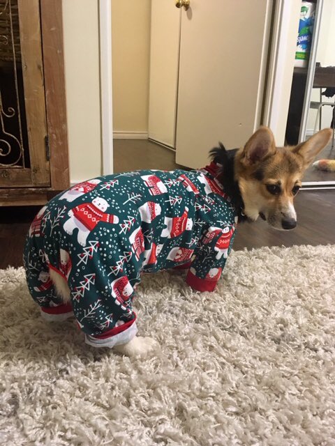 This is Franki. He needs you to tell him if his pajamas make his butt look big. Be honest. 12/10 they look lovely, Franki