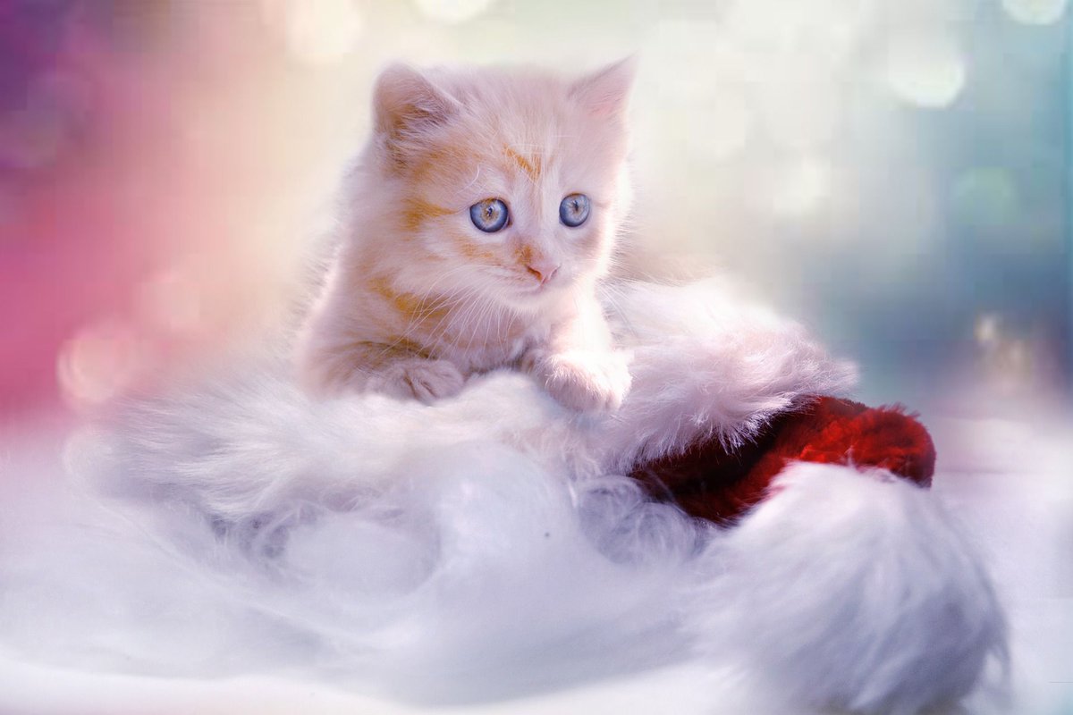 Merry Christmas.

#merrychristmas #christmas2018
