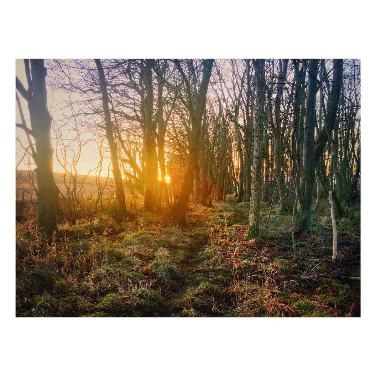 #iPhone - Dusk, post dinner walk. The day is beginning its end.