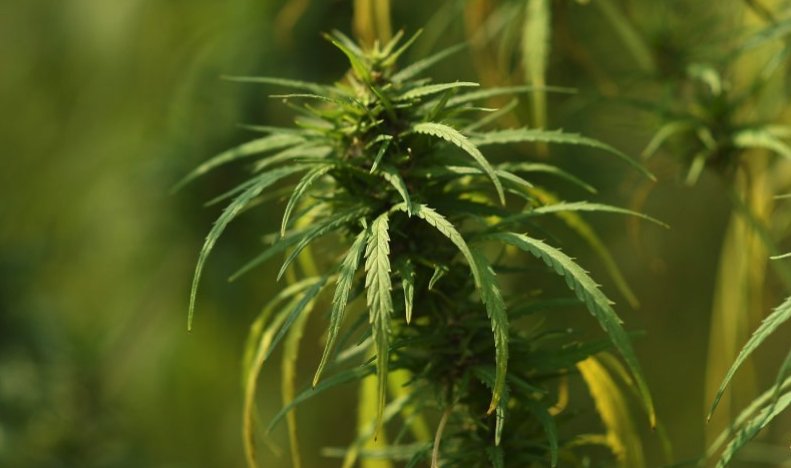 m4mmunited's tweet photo. #1) United States farmers have a new crop without the previous barriers
Since 2014 U.S. farmers have been allowed to cultivate hemp only if it was part of a state-approved pilot or research program: https://t.co/hRZEVyVnix #m4mm #hemp #mdiaclamarijuana #cbd https://t.co/I9bUXTOJe7