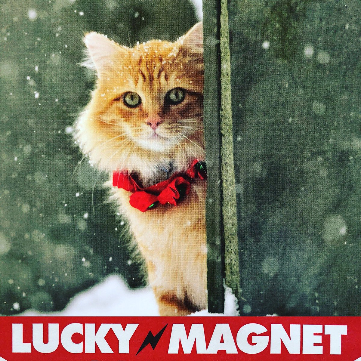 catdailmusic's tweet photo. I’d b a #KittyCat #OutInTheSnow #MakingMusic #MusicForMyself even if #NoOneListened &amp; that’d b OK 😻🎵But it’s #alotMoreFun when #WeAreAllInItTogether ☮️💟#Sharing the #FightForLove #GrooveMovement #IndieTour #AroundTheWorld 💫💛🥊🌍Sending out #HugeLove #HolidayLove #GiantThanks https://t.co/Fx3TSYS66O