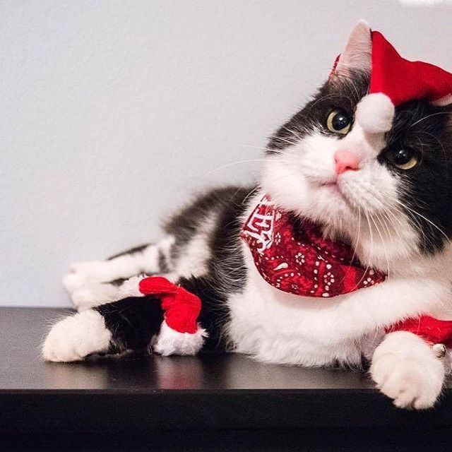 ddpuss's tweet photo. Meowy Catmas! https://t.co/Vz0XzRKeEP https://t.co/HgZSZjGK2V