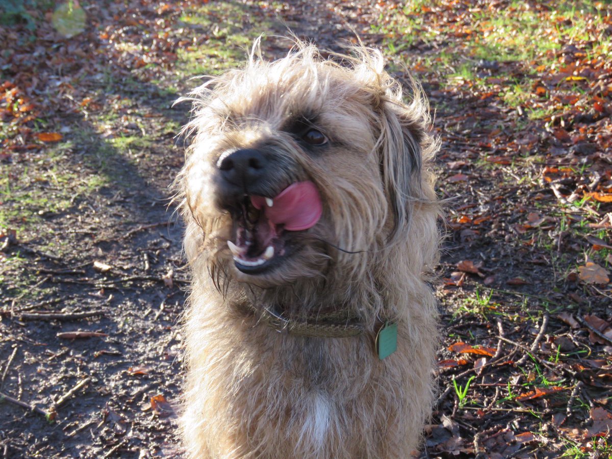 jack_border's tweet image. Christmas tongue out Tuesday!!